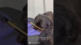 DOG GROOMING WITH SCISSORS TIP #shorts #doggroomingforbeginners #doggroomers