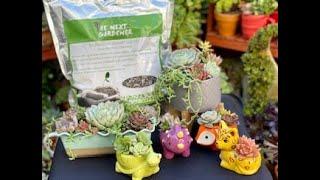 Succulent Arrangements In Small Containers