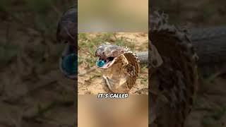 What Is a Cobra Pearl or Snake Stone?