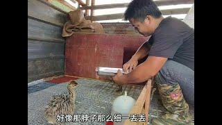 老公独居深山养殖种菜自给自足，这种平淡如水的生活你会向往吗 #乡村生活#甘肃土豆妹 #农家生活  #农村