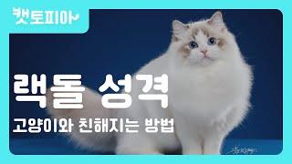 랙돌 고양이 성격에 관한 모든것