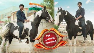 Marwari horse price in tamil nadu india marwari horse  for riding | top show quality marwari horses