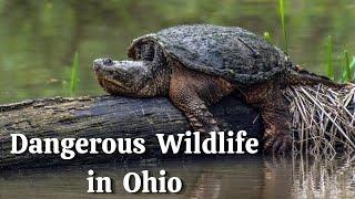 Ohio's Most Dangerous Wildlife