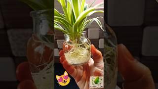 I Love this Plant  Spider Plant Easy Care 🪴 #plants #homedecor #garden #shorts