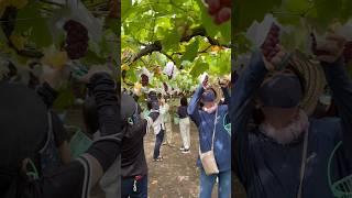 Koshu Grapes Picking #yamanashijapan #vineyard #winery #koshugrapes