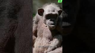 Our Closest Relative Isn't What You Think! 