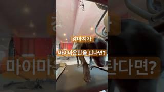 14살 노견 오늘도 운동 완료! 오늘은 무동력대신 마마가즈아  #강아지 #애견영상 #반려견 #운동하는강아지 #무동력타는강아지 #강아지운동영상 #대형견 #마이마운틴