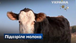 Яке молоко якісніше: ми порівняли молоко з магазина, ринку та від фермера