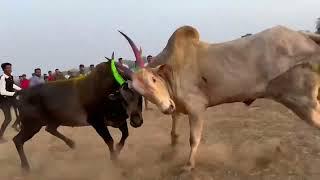 Bull fight Huk King Raja vs Sonya win Huk King Raja