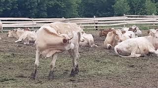 Симменталы телки на продажу, Карантинная ферма КРС  Simmentals heifers for sale, Quarantine farm