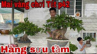 Lh 0962 769 923 gặp Thiện  mai bonsai hàng sưu tầm chơi Tết p42