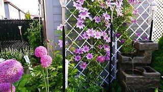 Garden Tour | Zone 5A Canada Small Backyard Garden | Clematis and Alliums #garden #gardentour