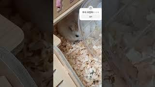 뚜이뚜이뚜이#햄스터