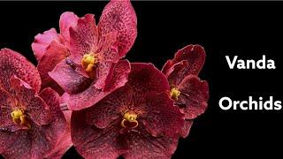 ЦВЕТЕНИЕ вандовых! Лето 2022.Vanda orchids in bloom!Summer 2022.