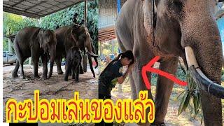 แม่แป้งจันเจ้าไม่พอใจพ่อทองควงดาวเรืองไปด้วยมีระทึกทั้งบ้าน