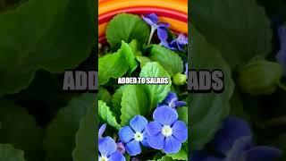 Unique Benefits of Growing Borage in Your Garden