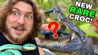 NEW RARE CROCODILE + BLUE VIPER UPDATE!