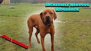 Incredibly Nervous Ridgeback - Dog Reactive and Confidence Building | Pro Trainer Tips