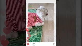 고양이 카페 냥이2