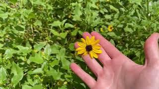 Florida Wildflower with MGV Heather Gonzalez