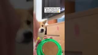купили бы такую своей собачке? #животные #собака #shorts #корги