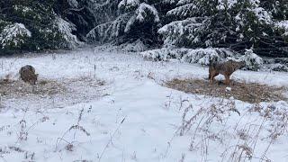 Trapping Fox and Coyotes Season 10 Ep. 3 #foxtrapping #coyotetrapping #predatortrapping