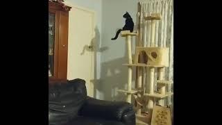 Funny Cat Jump Fail Lucky the Tuxedo