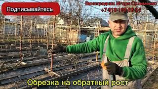 Обрезка винограда. Просто и доступно!