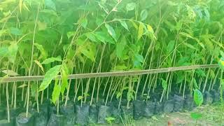 Agarwood plants Call-06000371241 | Agarwood Nursery Assam | #aquilaria