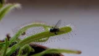 Drosera Capensis: time lapse of eating a fly (in HD)