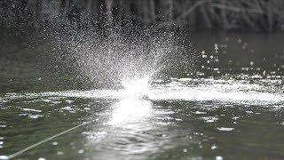 Fishing Peacock Bass in the Amazon pt.2 | Extremely Loud Topwater Lures