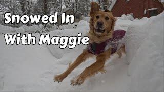 SOO Much Snow!! Golden Retriever Makes The Most of First Major Snowfall