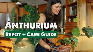 ANTHURIUM CARE!  || Summer Rayne Oakes