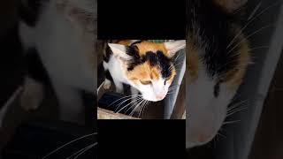 「シャー」はするけど、チュールは美味しそうに食べる野良猫ちゃん。