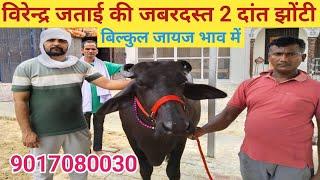 विरेंद्र जताई की जबरदस्त 2 दांत झोटी,Rudra choudhary dairy farm,Dairy farm ,Top bull,murrha buffalo