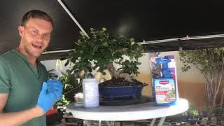 Bonsai Tree Maintenance & Care (Fertilizer Application And Insect Control) - The Bonsai Supply