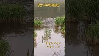 평창여행 평창펜션 원앙 계곡여행 물멍 아미띠에펜션 봄여행 자연 풍경 강원도여행 평창가볼만한곳 힐링여행  #평창여행 #평창펜션추천 #평창가볼만한곳 #여행