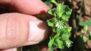 Wild Edibles With Sergei Boutenko: Chickweed