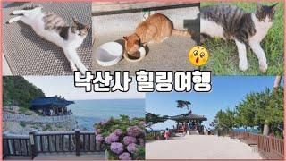 양양 낙산사 힐링여행 - 거북이/오리/고양이랑 힐링하기
