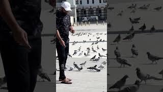 #saudiarabia #madina #pigeon #peace 