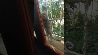 inquisitive Kitten in Window #cat #cats