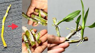 This Secret Helps You Easily Breed Any Kind of Orchid