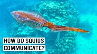 Secrets Of Cephalopod: Squid, Octopus, And Cuttlefish Unveiled (4K Documentary)