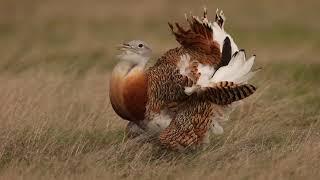 Great Bustard displaying.