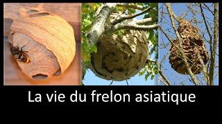 La courte vie du frelon asiatique