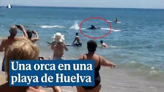 Una orca sorprende a los bañistas de la playa de La Antilla (Huelva)