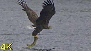 Seeadler fängt  kapitalen Hecht --  White-tailed Eagle fishes big Pike