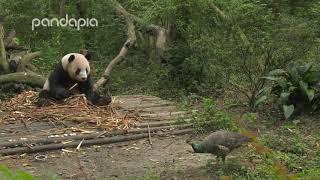 Panda vs bird 2 0