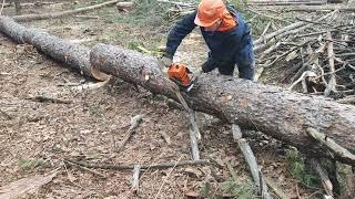 Валка дерева и заканчиваем лесосеки Stihl MS 361