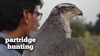 hunting of partridges with goshawks || falconry art of kings